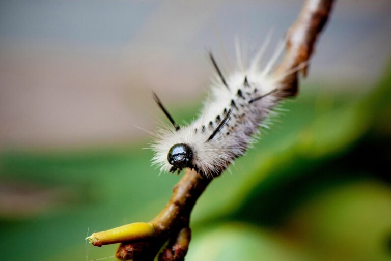 Hickory Tussock Moth Caterpillar