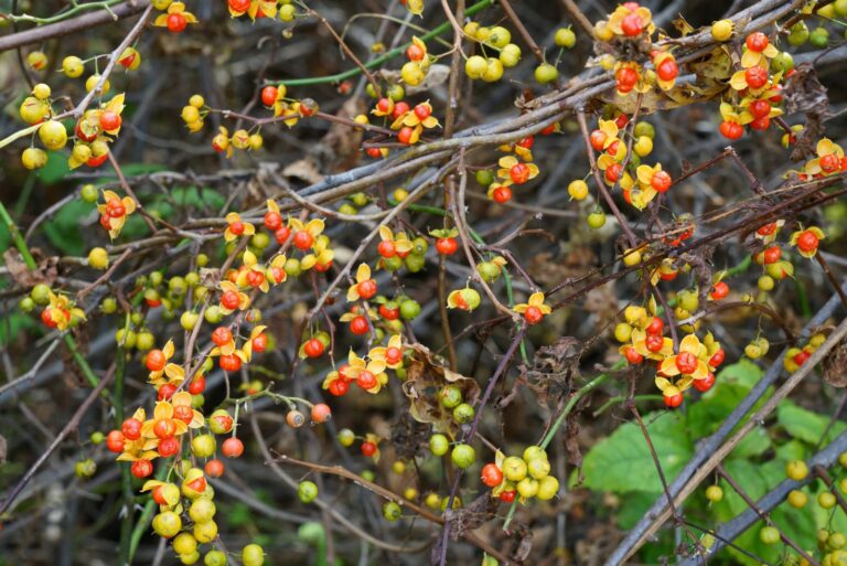 oriental bittersweet