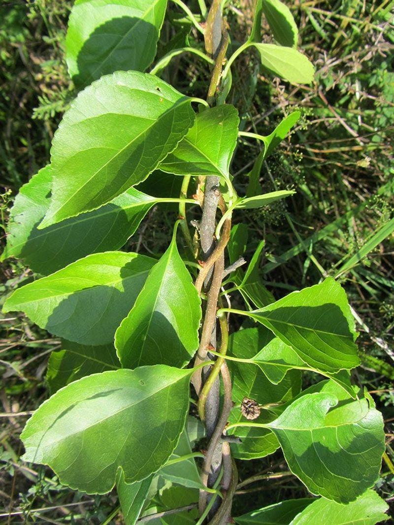 What This Vine Is (And Why It's A Problem)