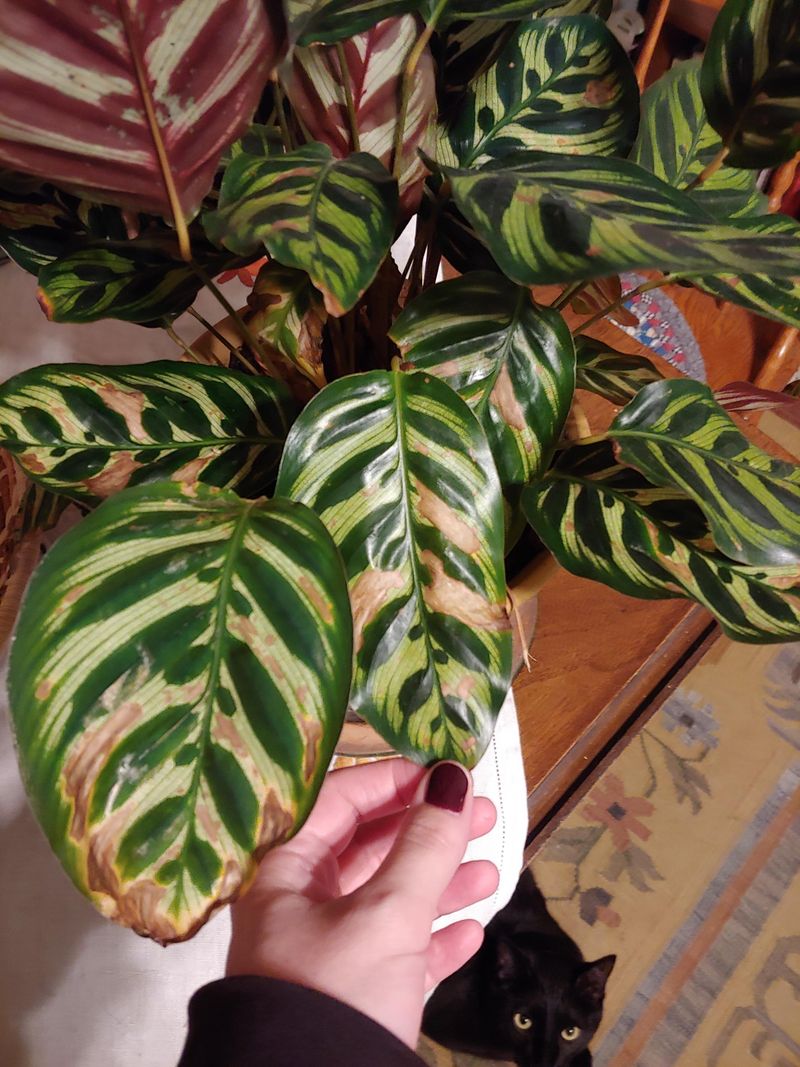 Feeding Too Often With Strong Fertilizer