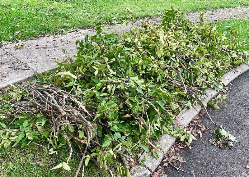 Leaving Diseased Or Pest-Harboring Debris In The Garden