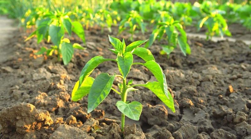 Not Providing Enough Sun