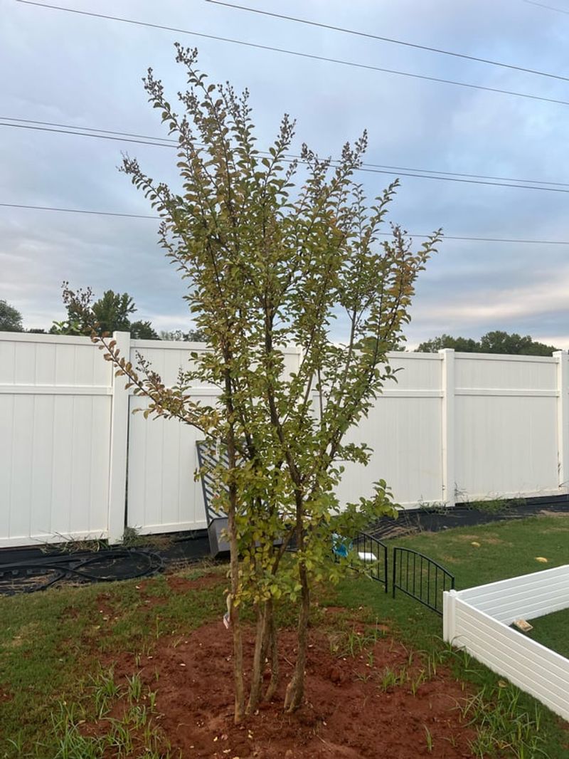 Fertilizing Too Much Promotes Leaves Over Blooms