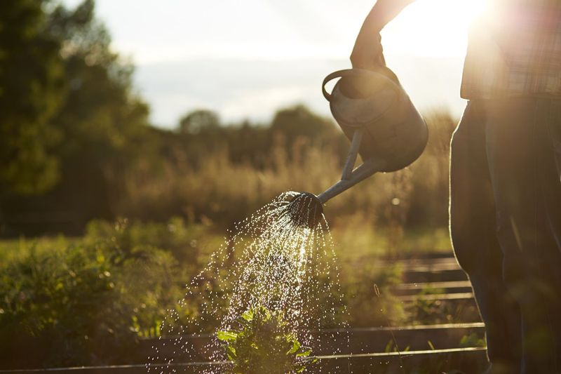 Watering At The Wrong Time Of Day