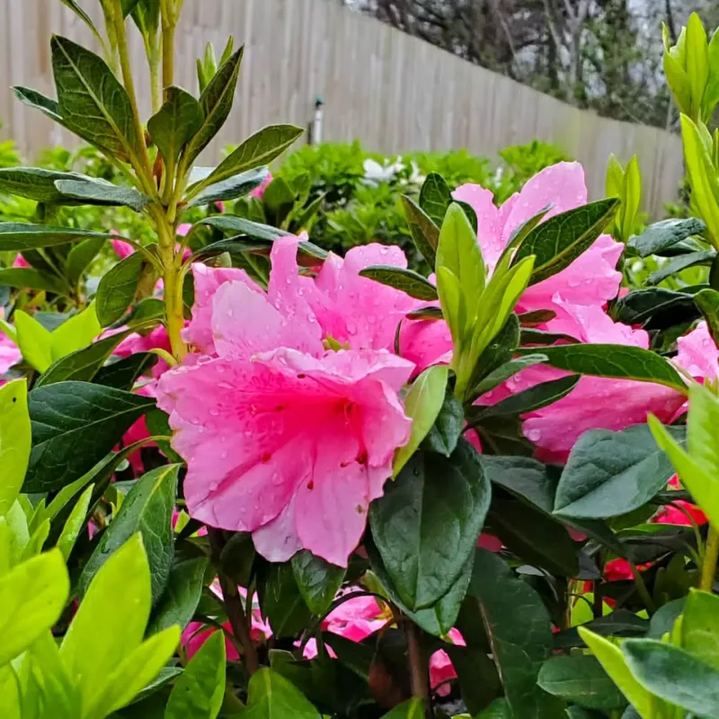 Using General Fertilizer Instead Of One Made For Acid-Loving Plants