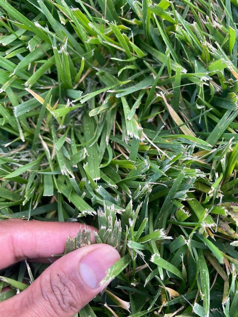 Mowing With Dull Blades Damages Grass Tips