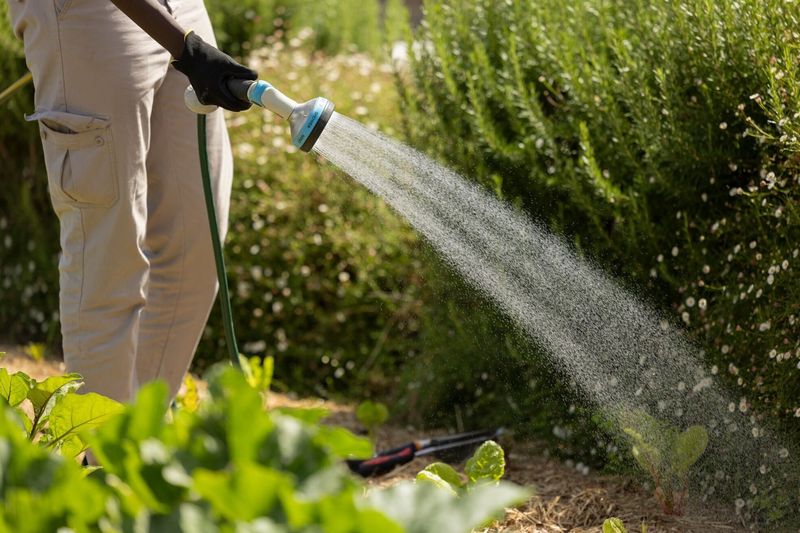 Overwatering Newly Planted Beds