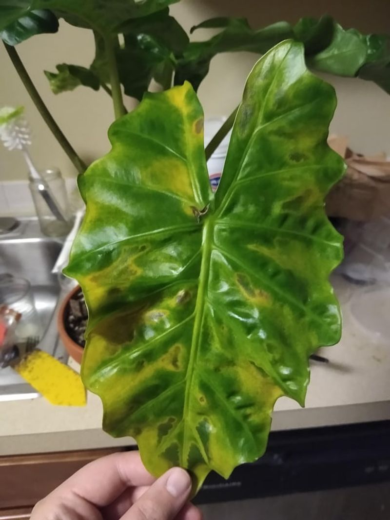 Skipping Regular Feeding During Active Growth