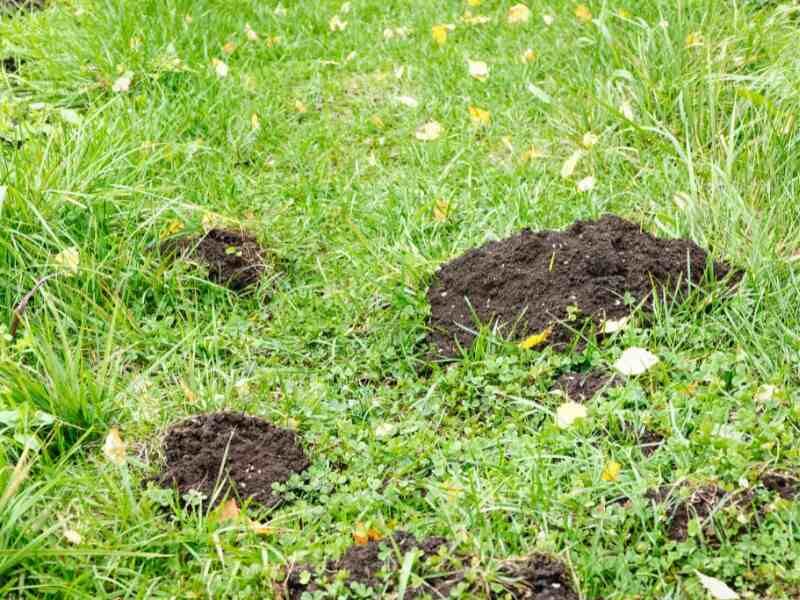 Leaving Soil Loose And Easy To Dig