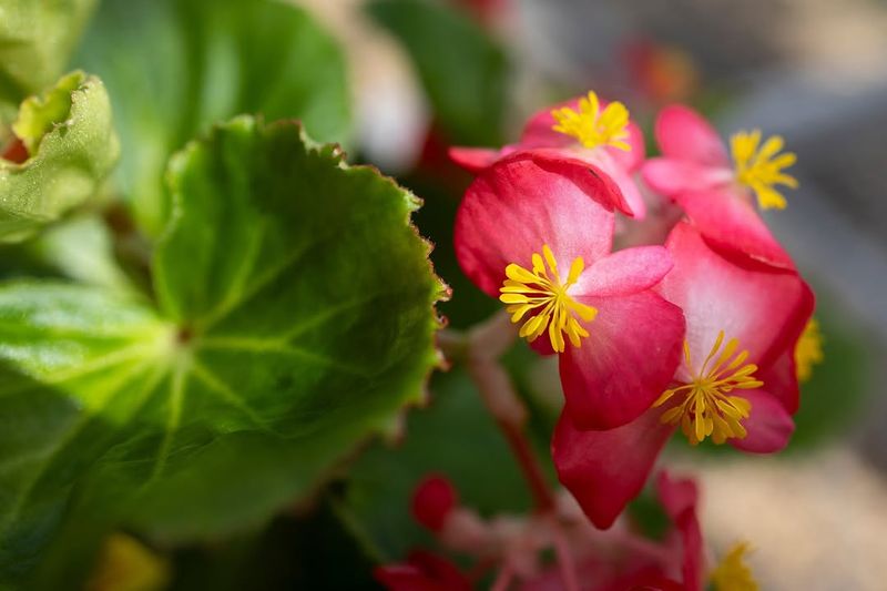 Wax Begonias