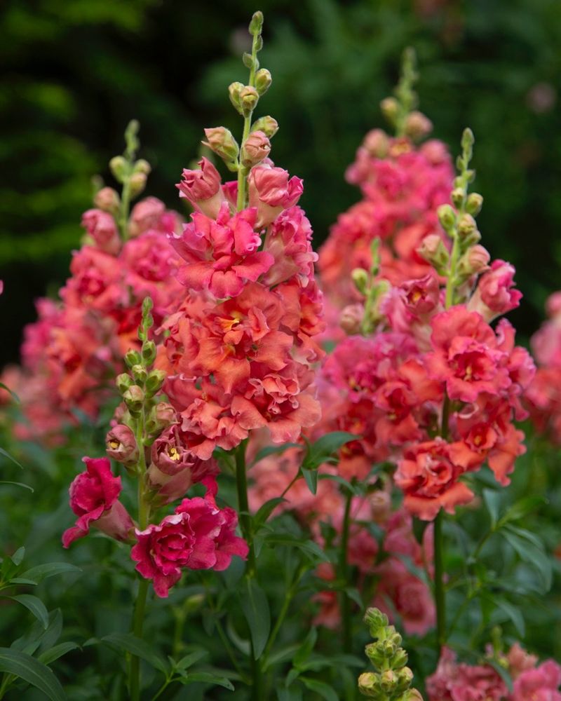 Snapdragons