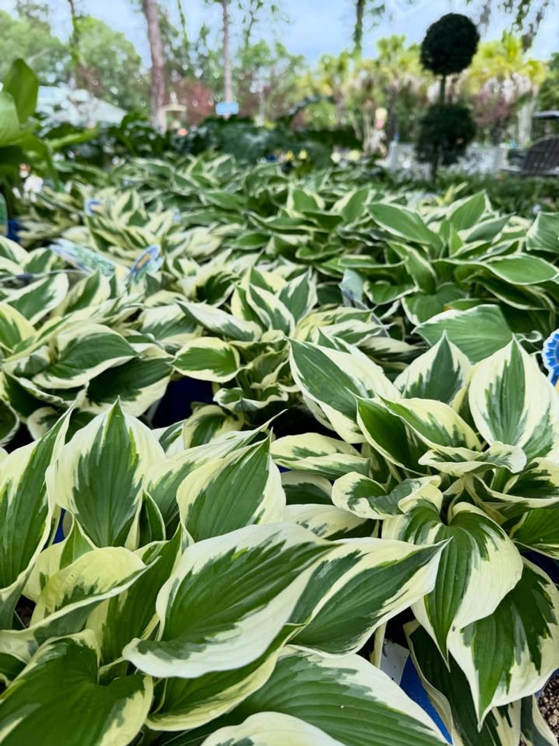 Hostas
