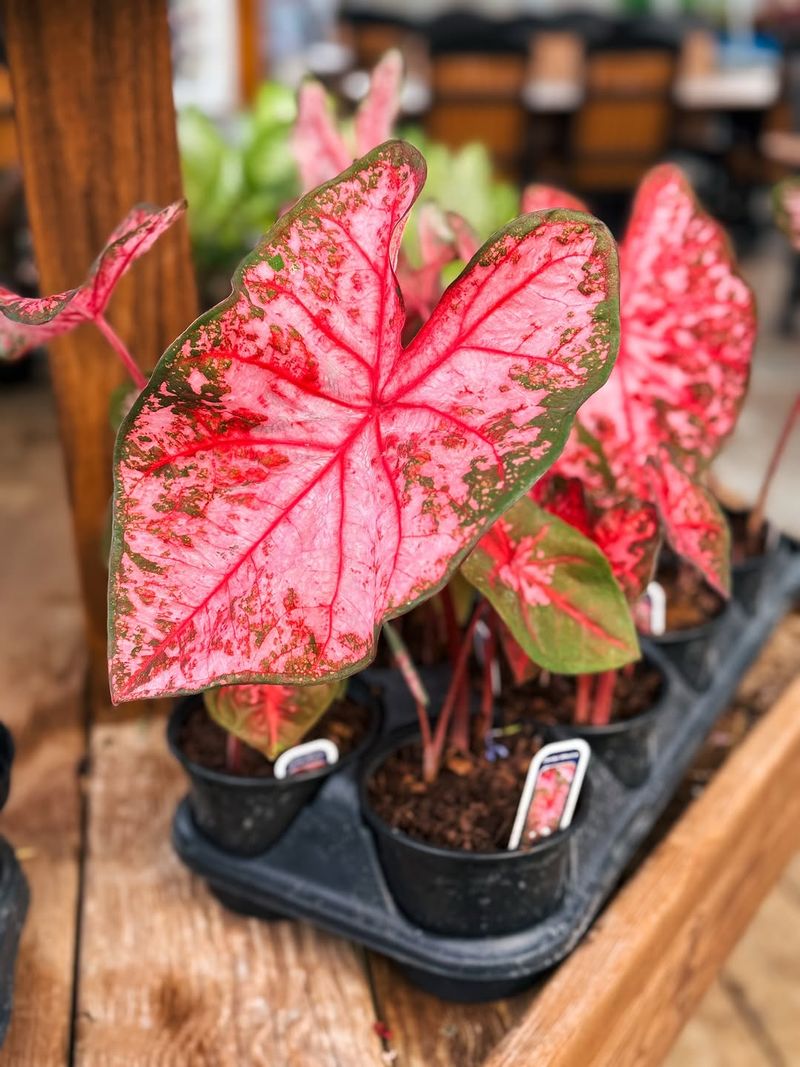 Caladium