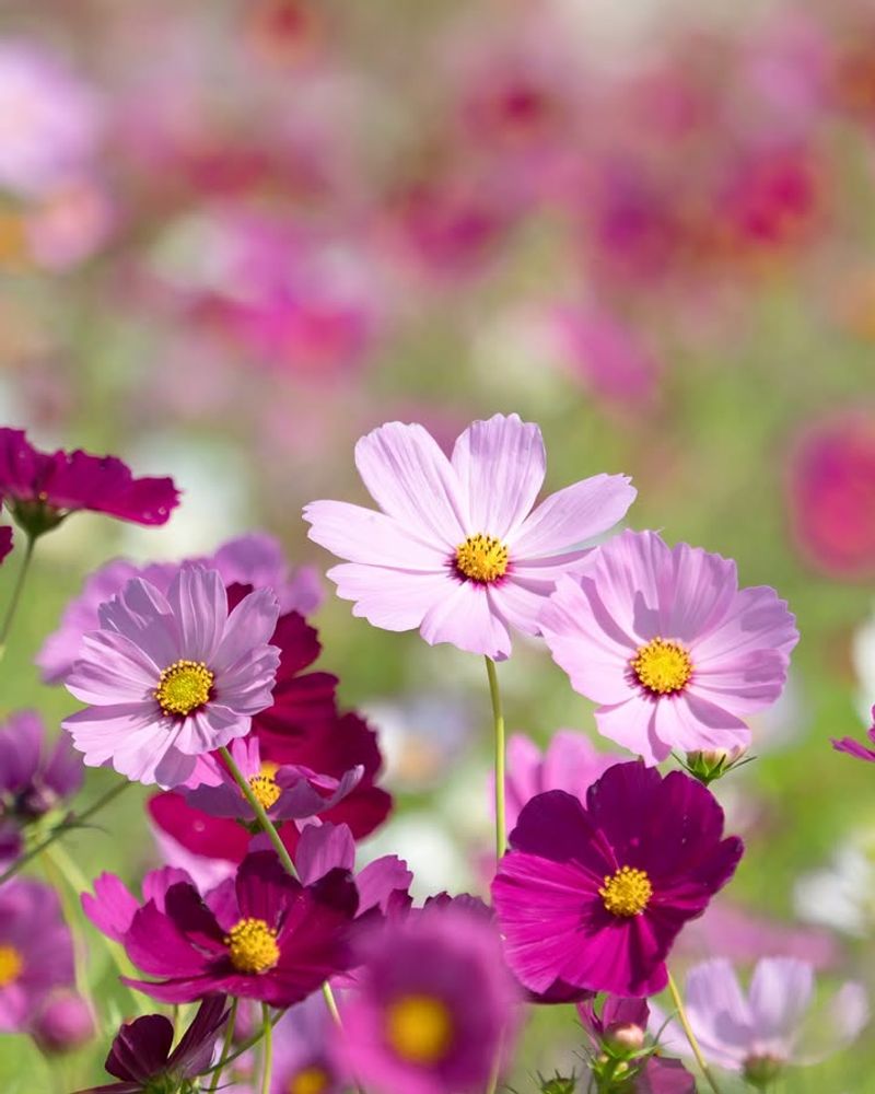 Cosmos (Cosmos bipinnatus)