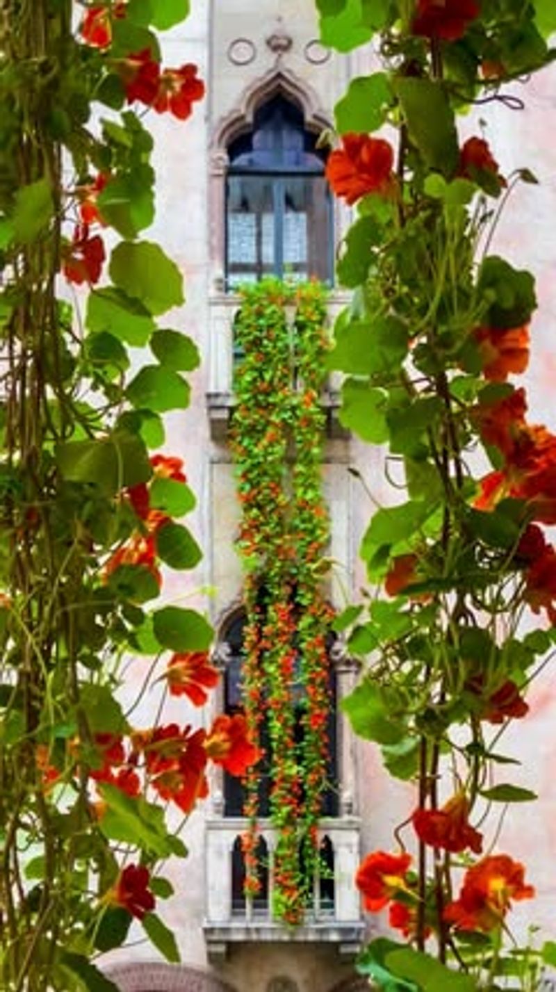 Nasturtiums And Trailing Ivy