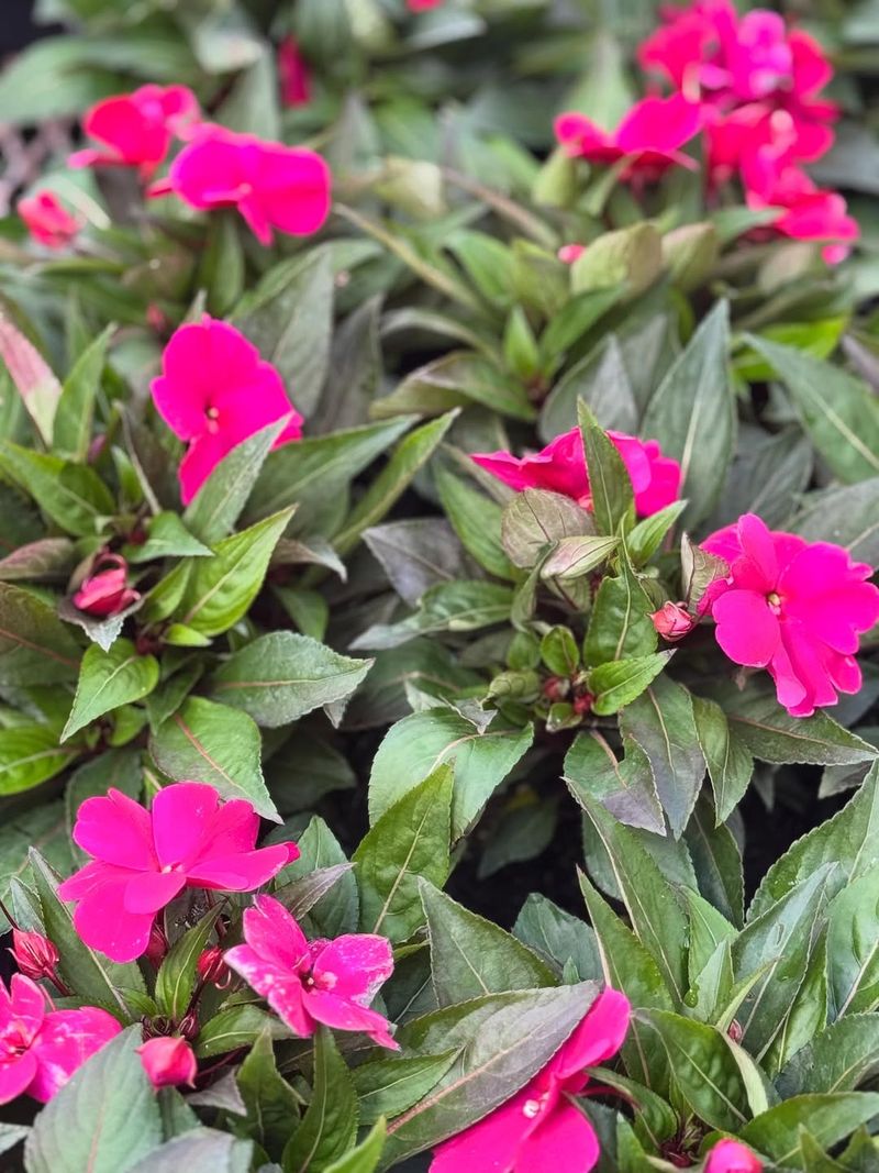New Guinea Impatiens Stand Up To Heat With Bold Flowers