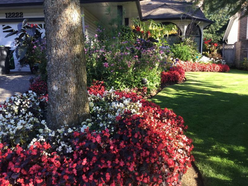 Wax Begonias Add Easy Long-Lasting Color