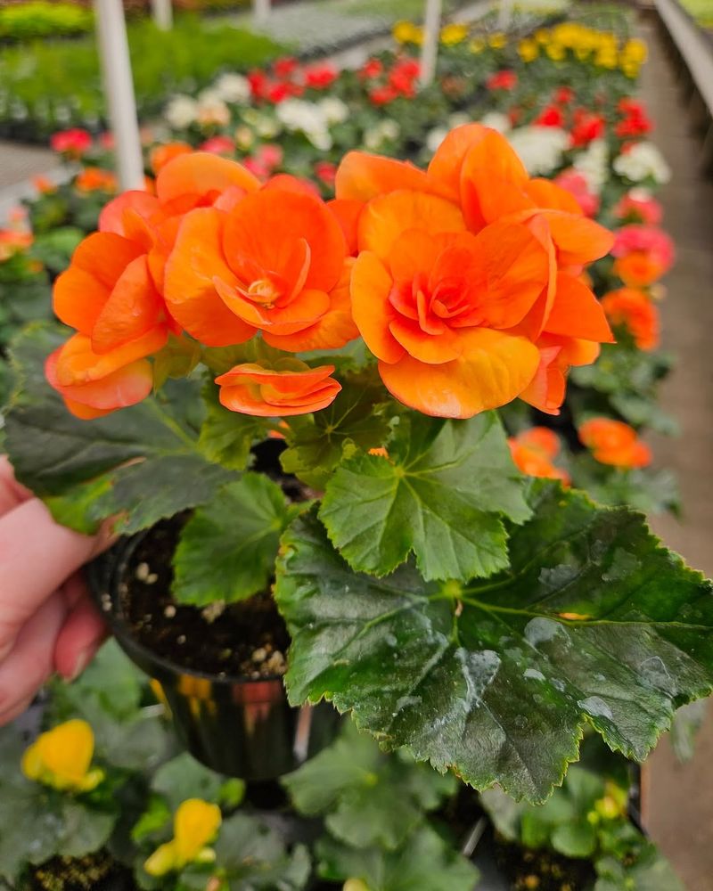 Begonia Bold Blooms With Minimal Sun