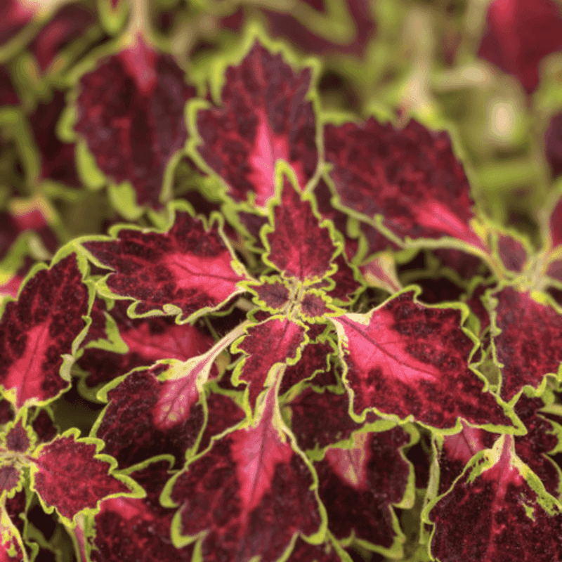 Coleus Brings Bold Leaves Where Flowers Are Limited