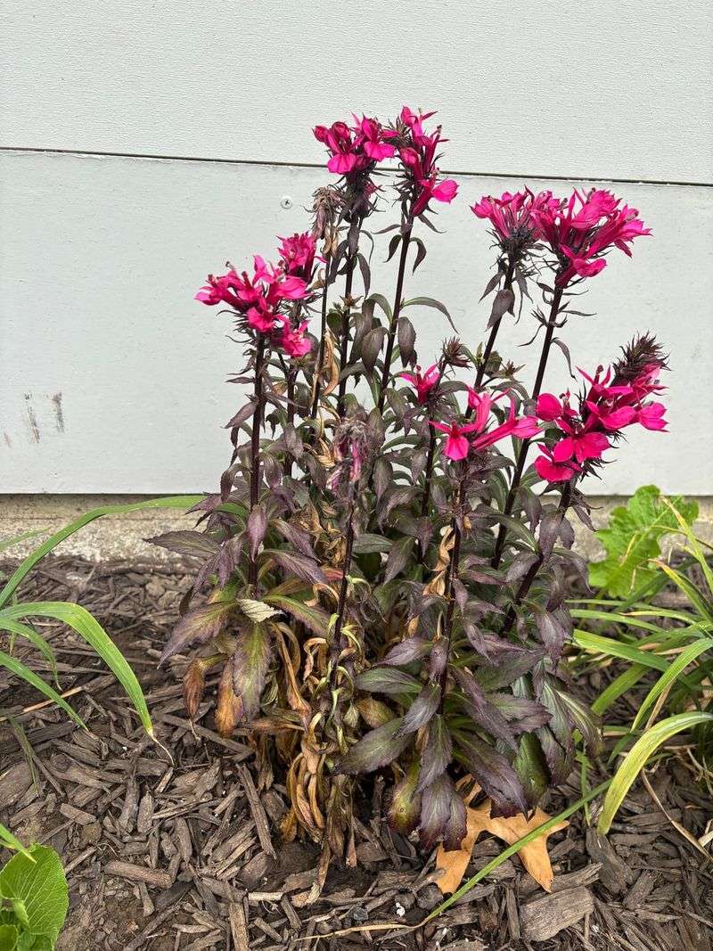 Lobelia Stops Performing In Hot Conditions