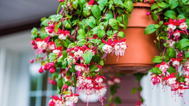 Fuchsia Branches Out With Early Pinching