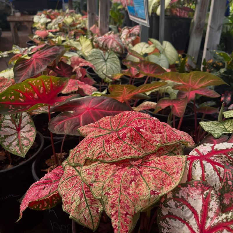 Caladium Leaves Burn Without Shade Protection