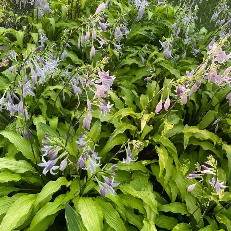 Hostas Produce Summer Flowers In Shaded Gardens