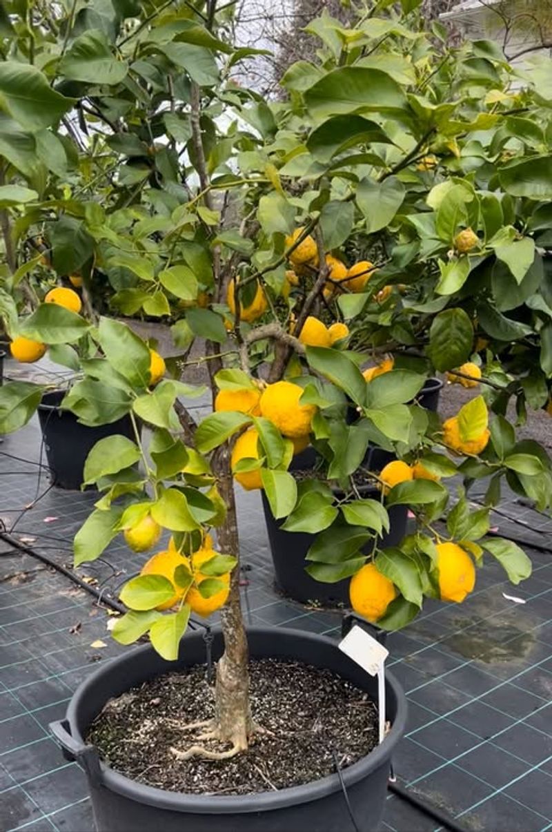 Citrus Trees