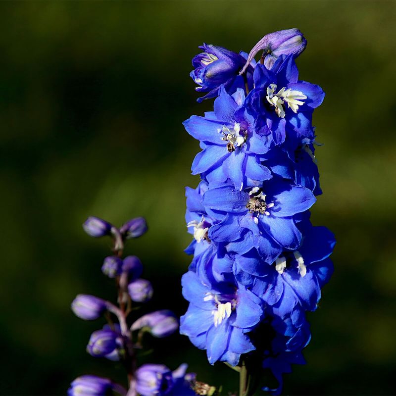 Delphiniums