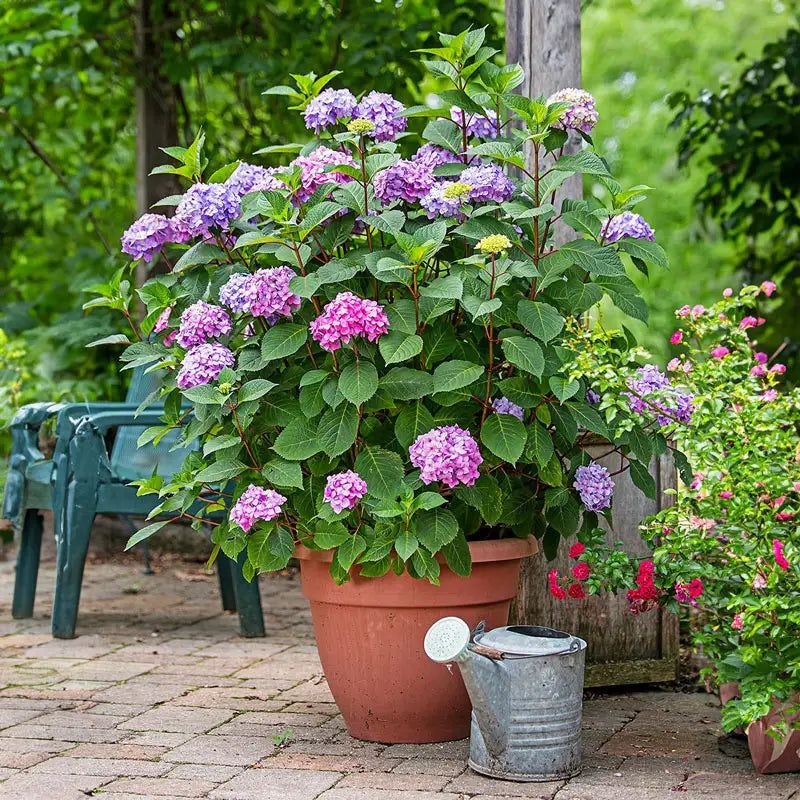 Hydrangeas (Bigleaf Types In Pots)