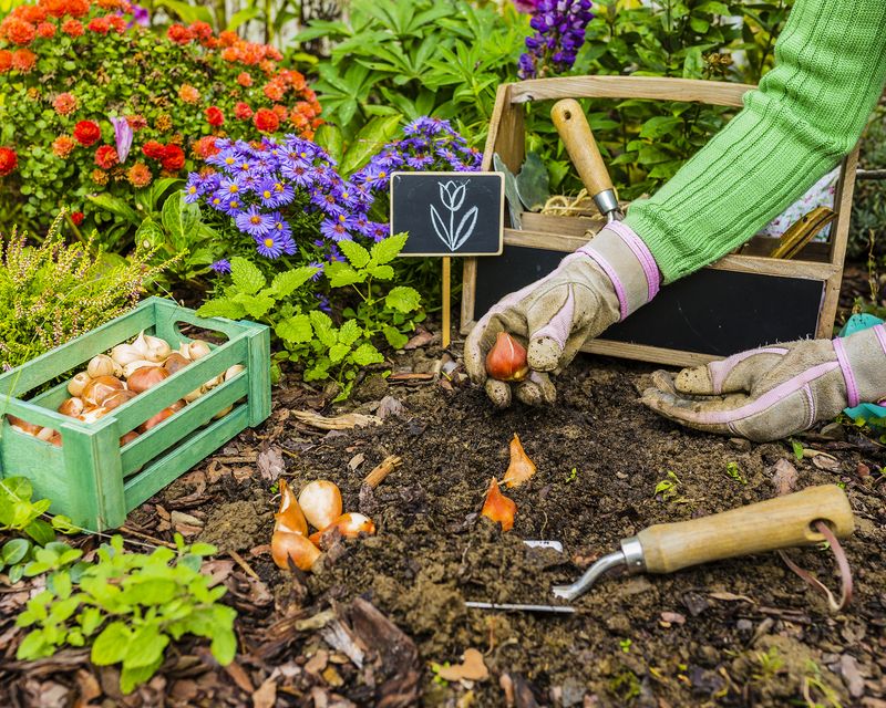 Nutrient Depletion Can Reduce Flowering In Following Years