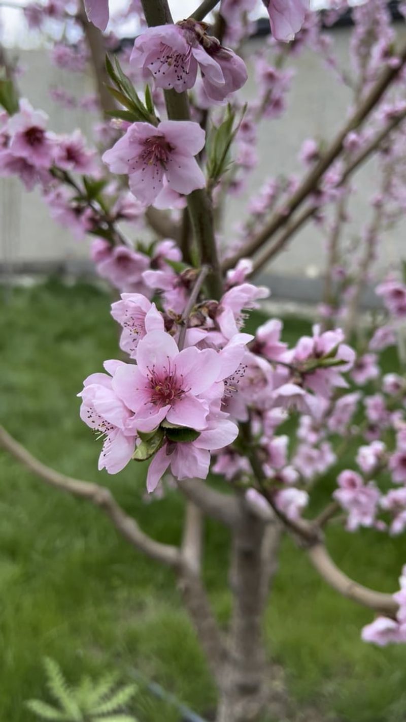 Water Stress During Bloom Affects Fruit Formation