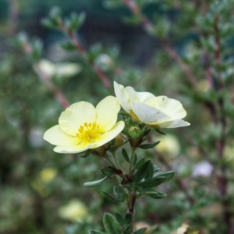 Winter Damage