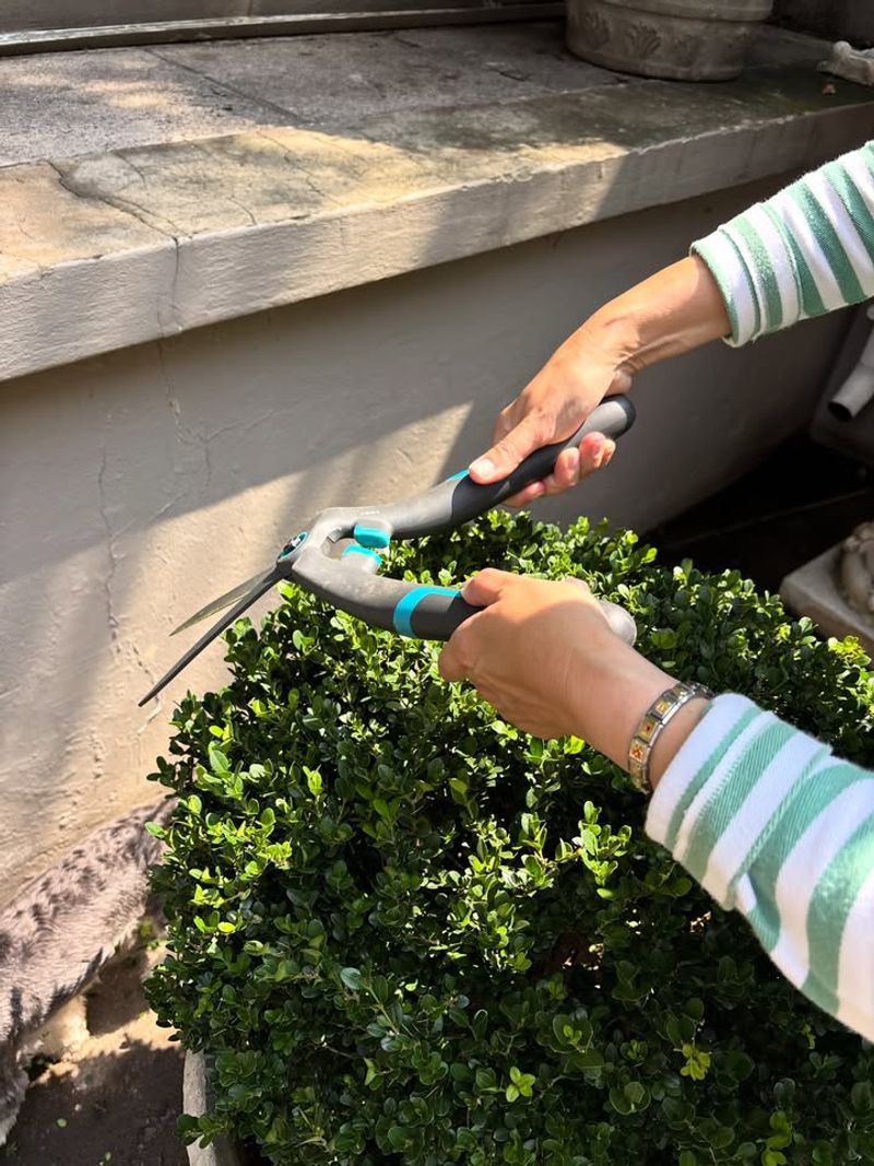 Remove Infected Plant Material Promptly To Limit Spread