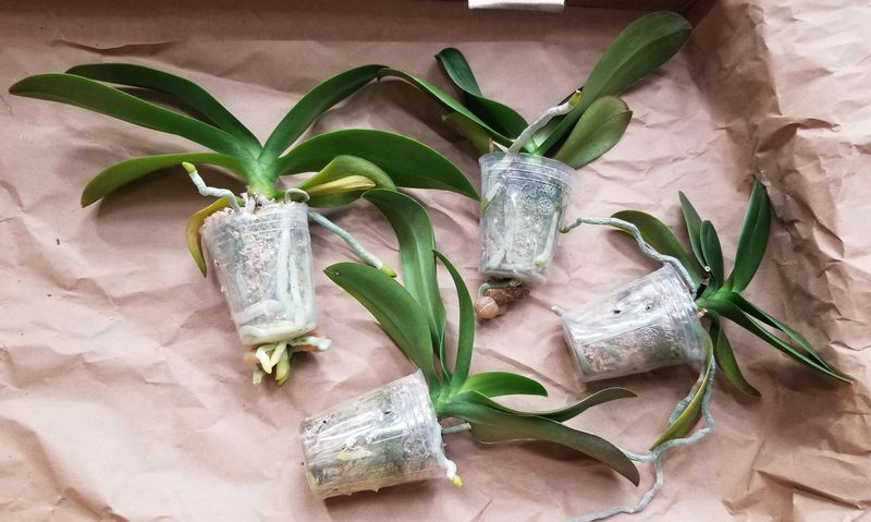 Repot In Fresh Medium When The Mix Breaks Down