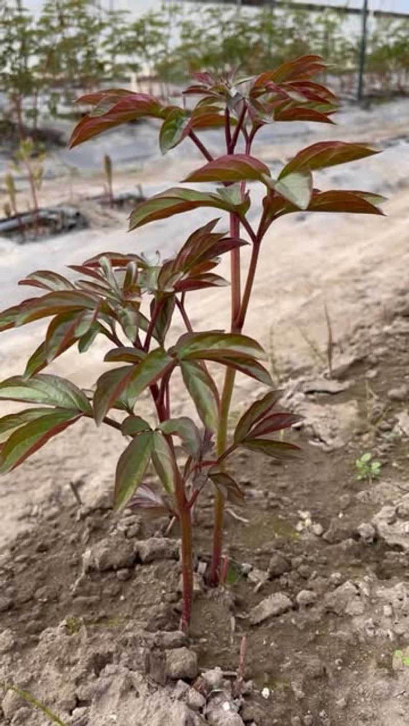 Water Consistently But Watch For Soggy Soil