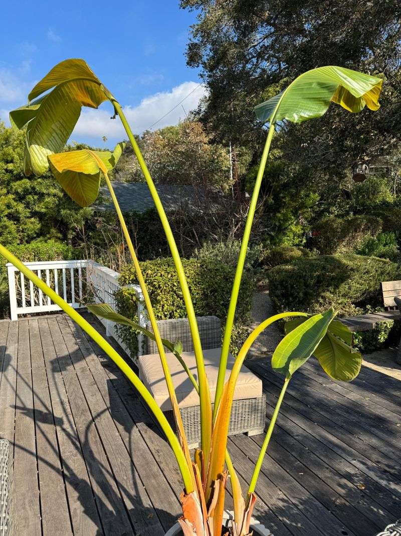 Check Whether Your Plant Needs Nutrients