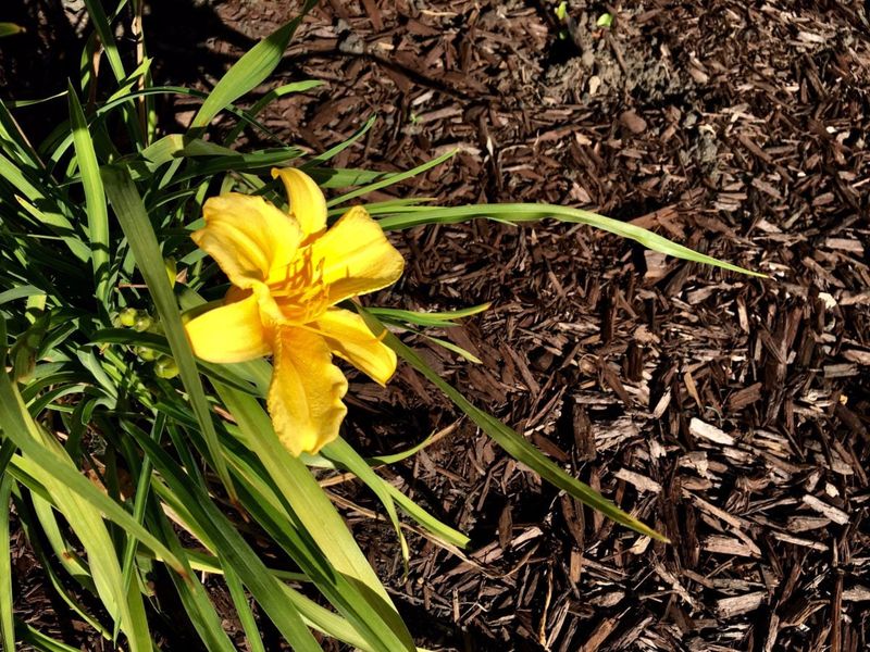 Add A Light Layer Of Mulch After Soil Warms