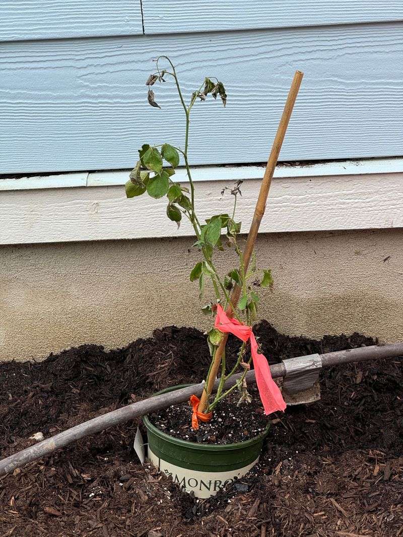 Plant At The Right Depth