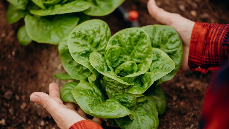 Plant Cool-Season Crops Early In The Month