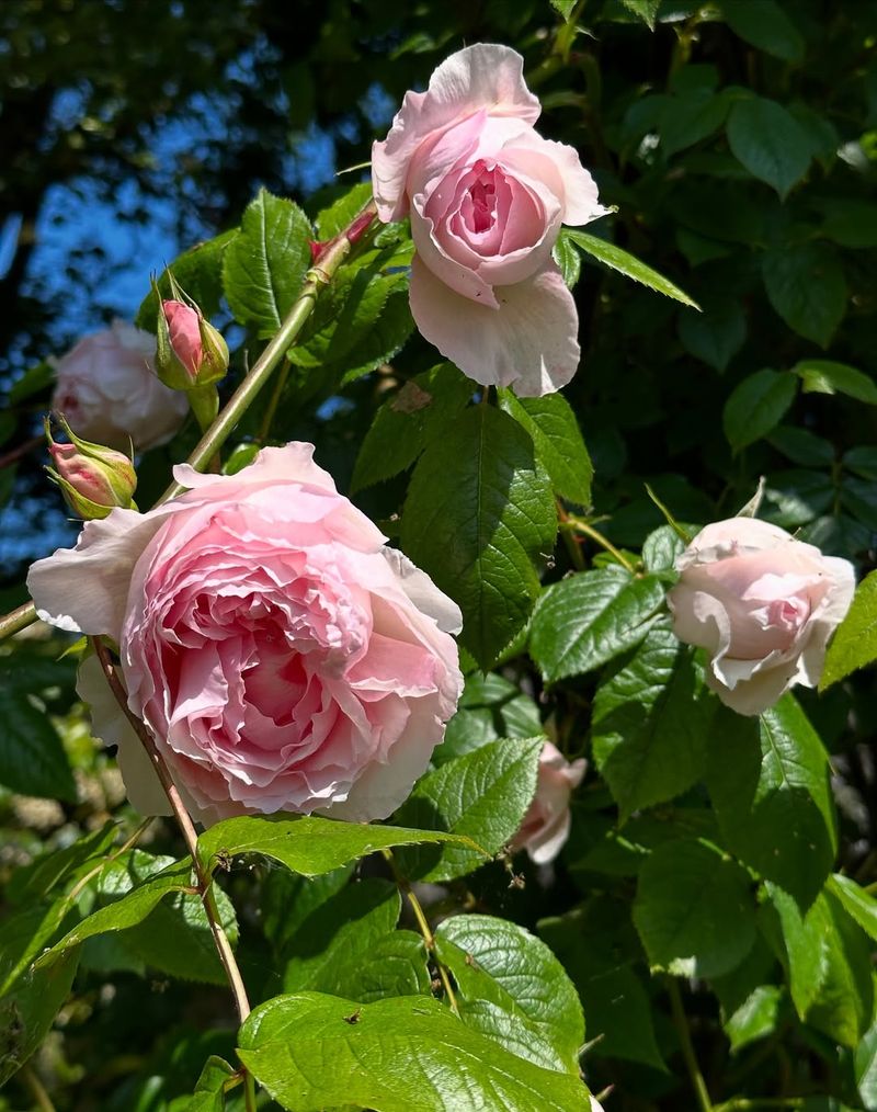 Control Pests Early To Prevent Damage To Buds