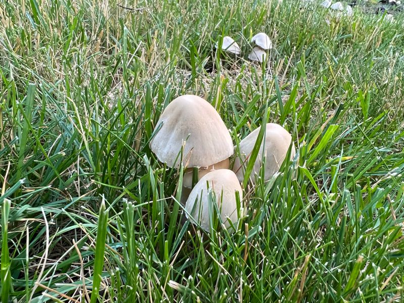 Strong Microbial Life