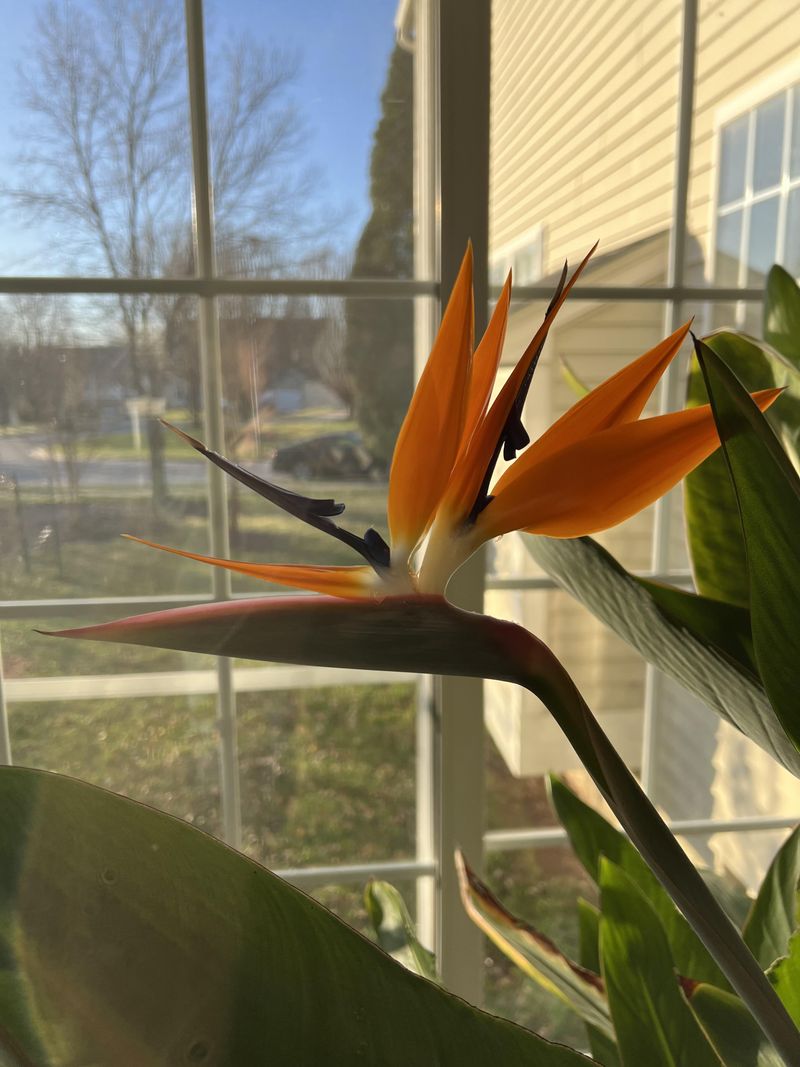 Indoors Near A Bright Window