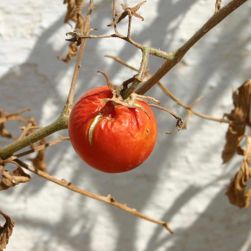 In Soil With A History Of Verticillium Or Fusarium Wilt