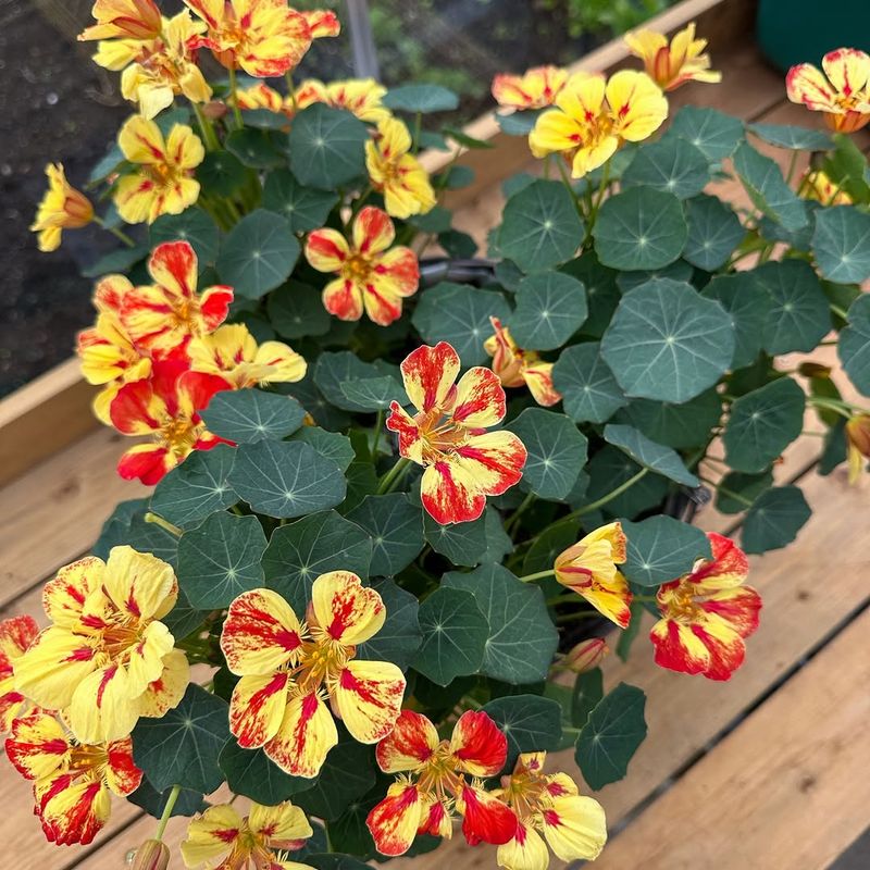 In Lean, Well-Drained Border Spaces