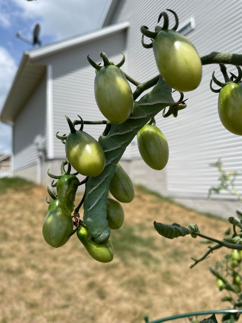 In Areas With Heavy Pest Pressure And No Management Plan