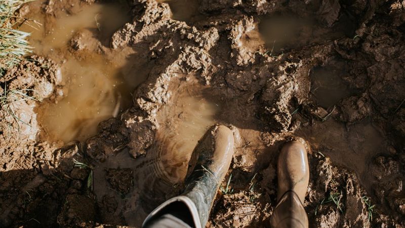 In Poorly Draining Or Waterlogged Soil