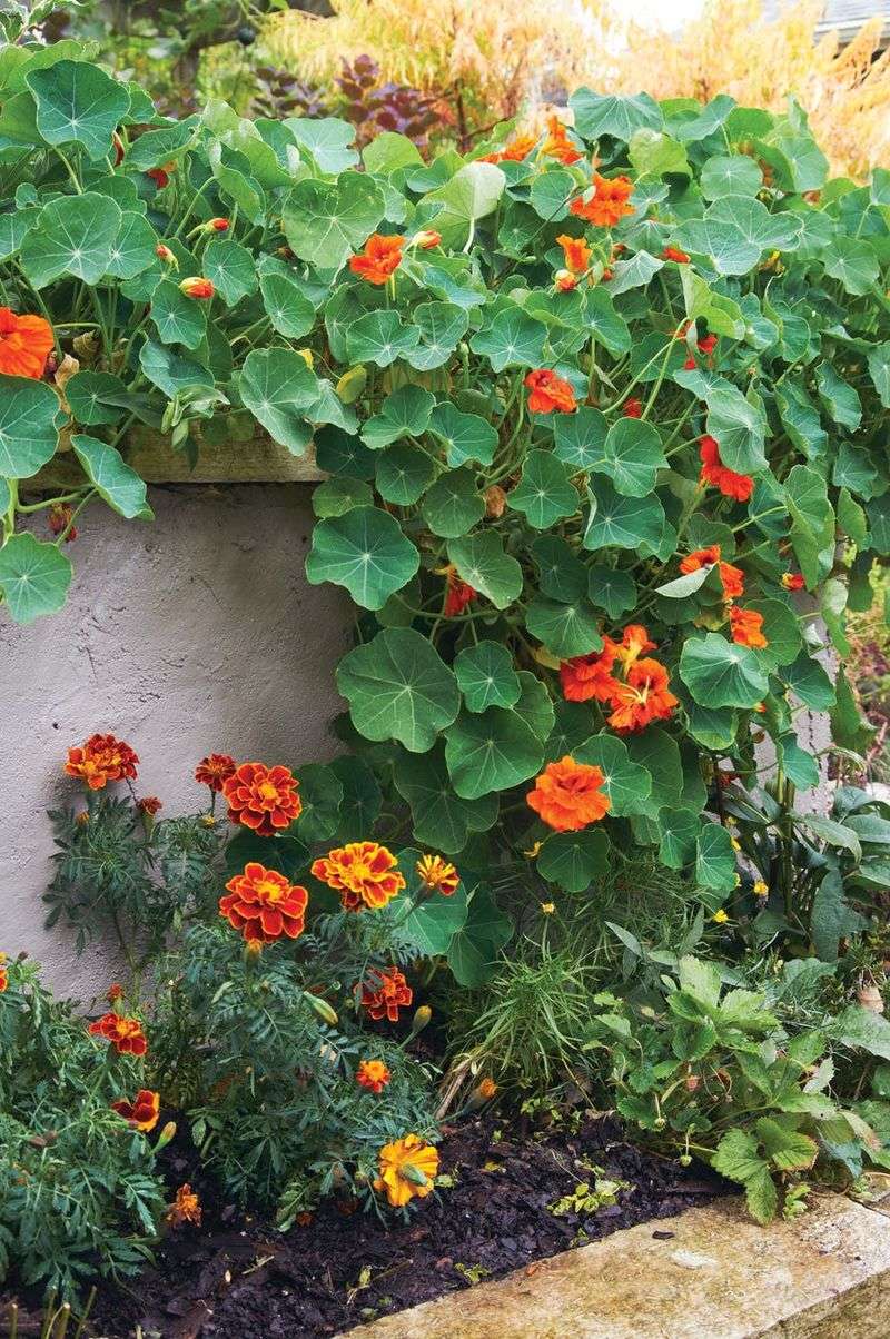 Spilling Over Retaining Walls Or Planters