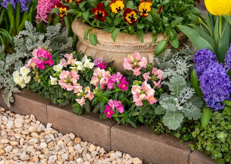 Keep Blooms Coming So Butterflies Have Something To Visit Longer