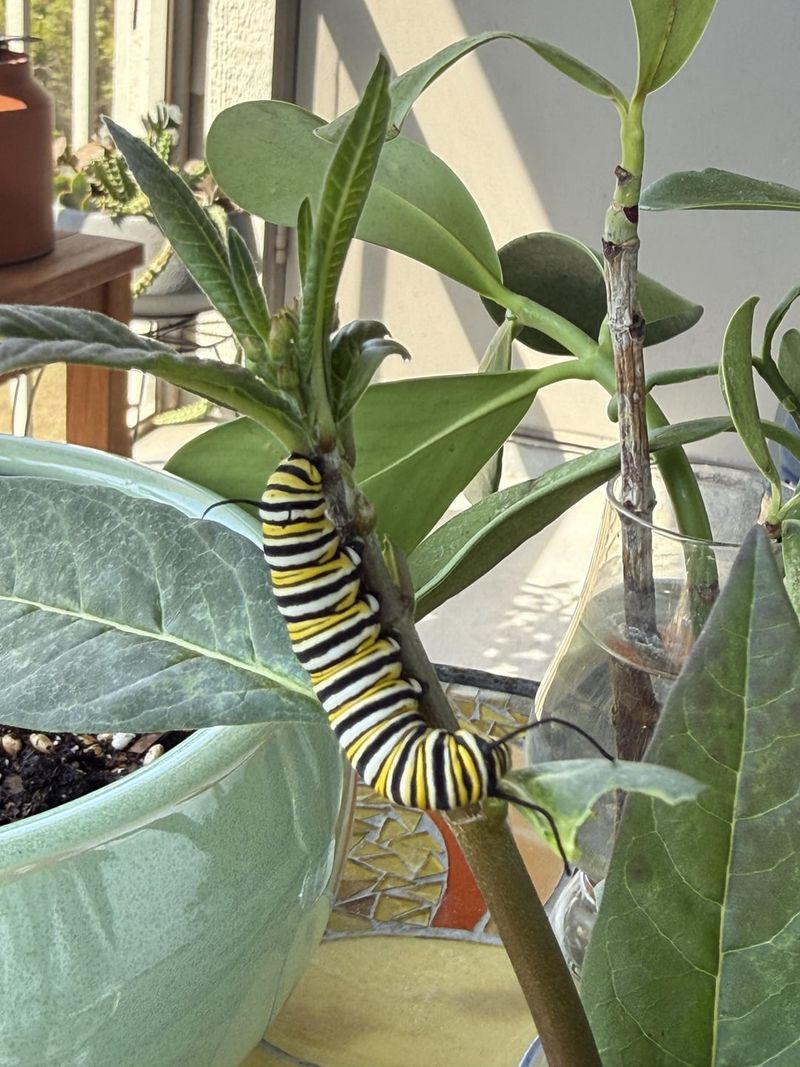 Add Host Plants For Caterpillar Development